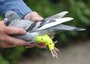 PROTHESE VOOR DUIVEN EN ANDERE VOGELS (ZELFDE MAAT), SET 2 STUKS_